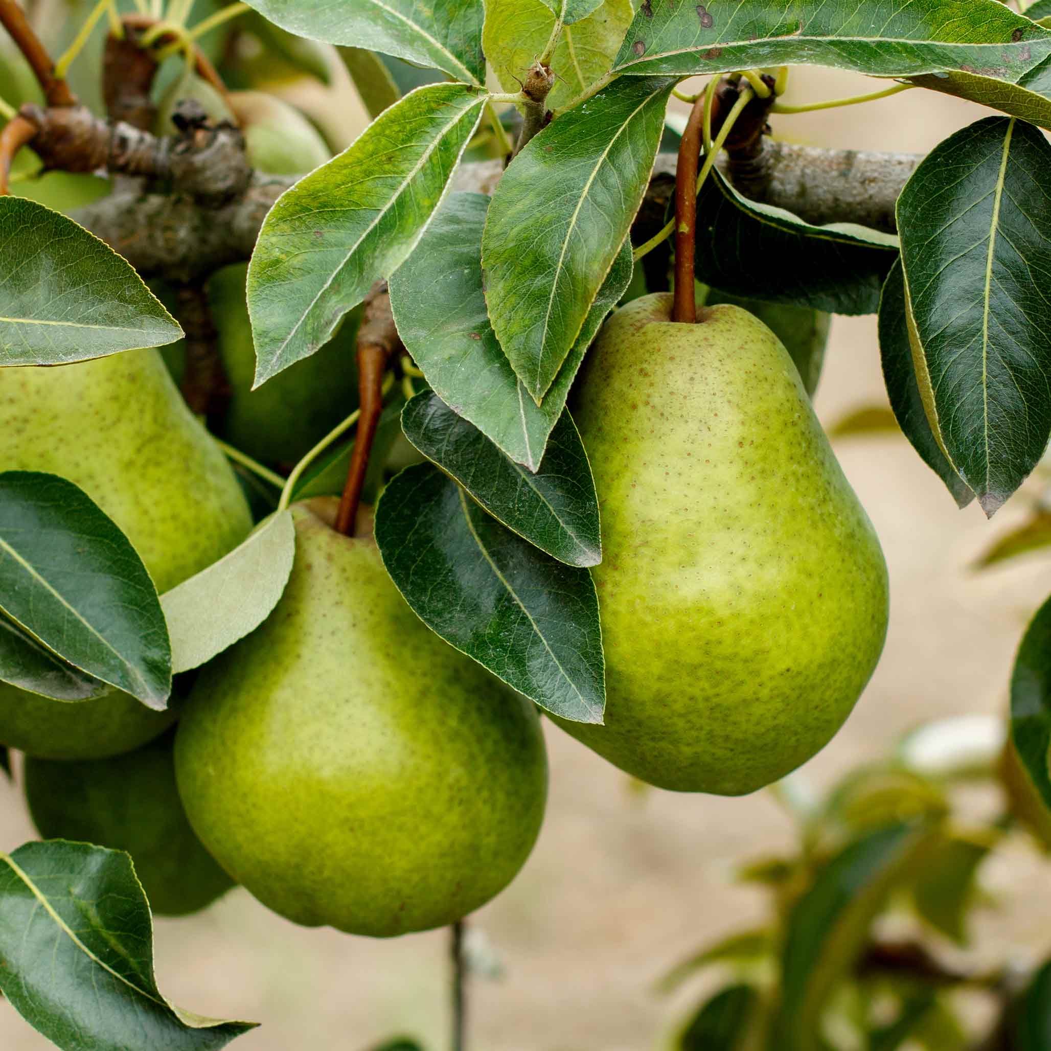 Kieffer Pear Tree live fruit plant