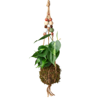 Bead Kokedama Moss Ball Hanging Plant