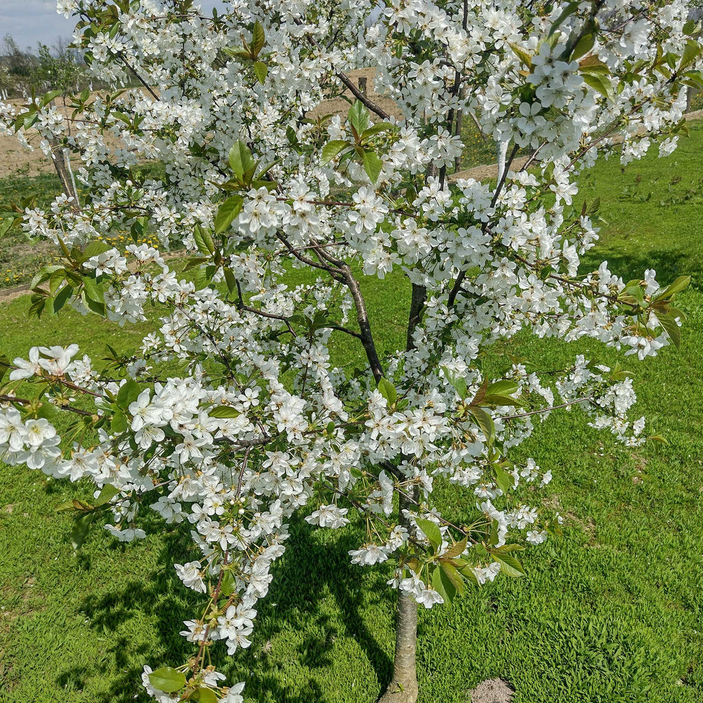 Lapins Cherry Tree live fruit plant