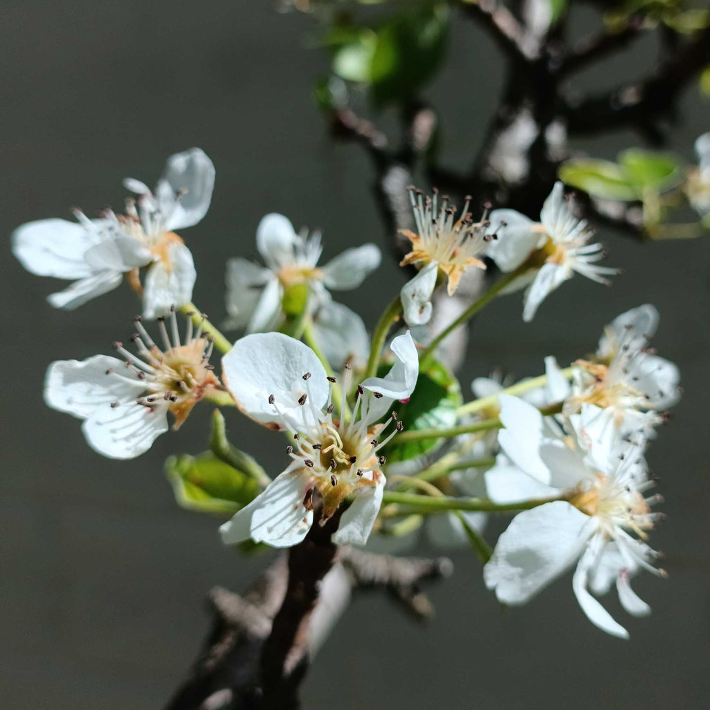 Lapins Cherry Tree live fruit plant