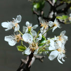 Lapins Cherry Tree live fruit plant