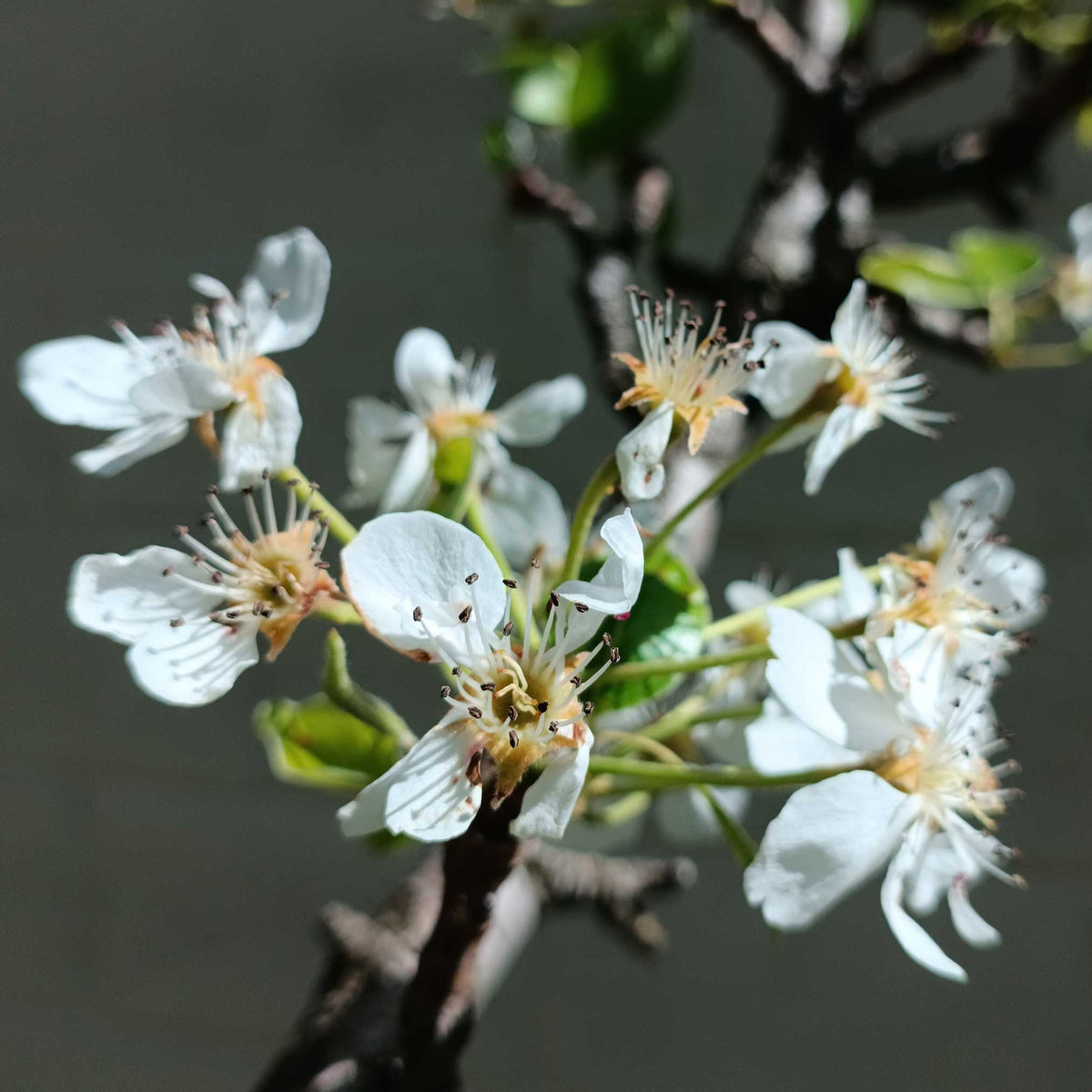 Lapins Cherry Tree live fruit plant