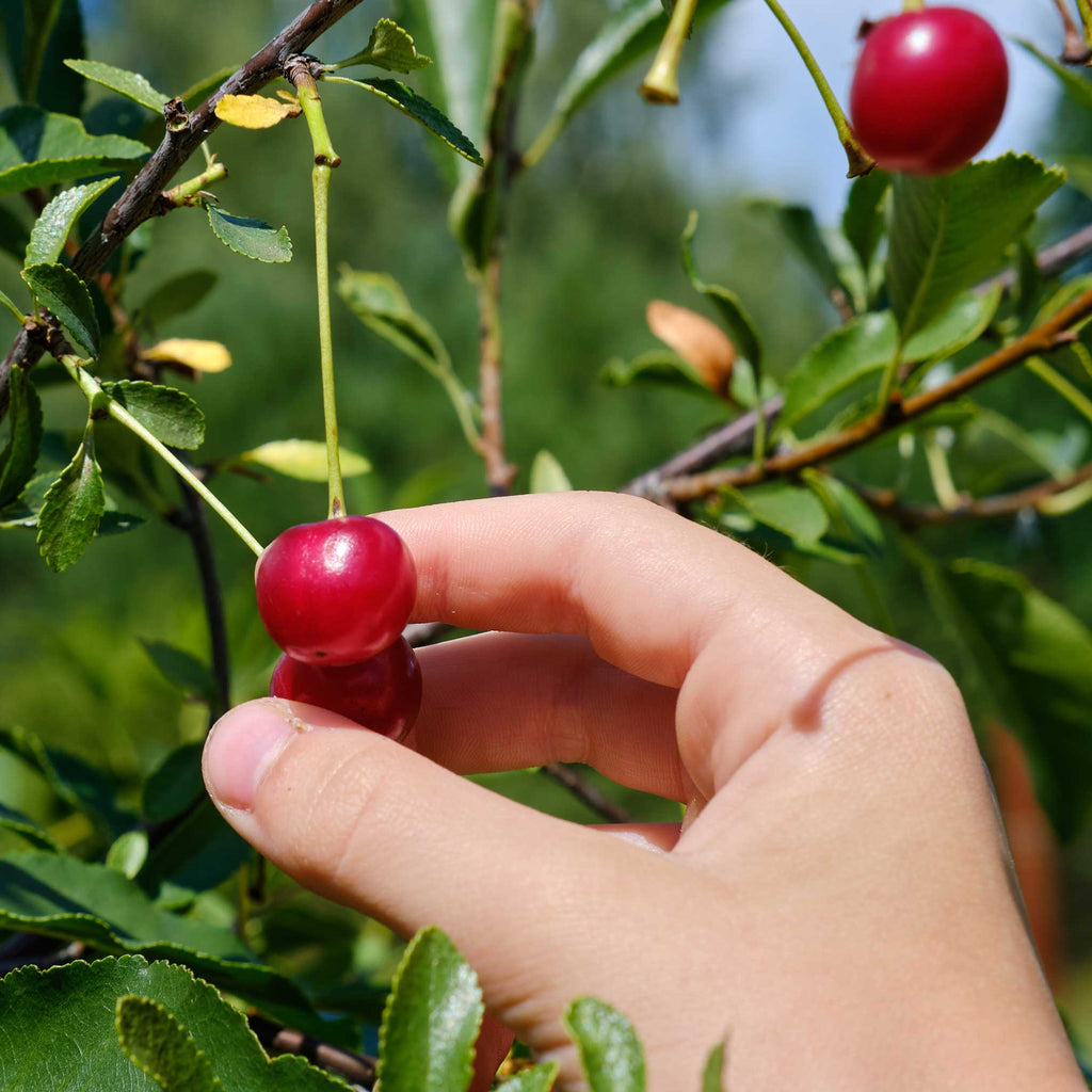 Lapins Cherry Tree live fruit plant