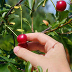 Lapins Cherry Tree live fruit plant