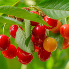 Lapins Cherry Tree live fruit plant