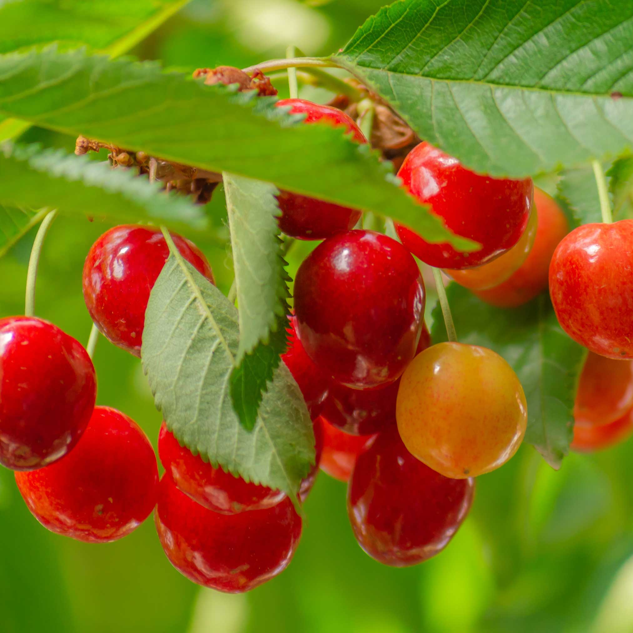 Lapins Cherry Tree live fruit plant