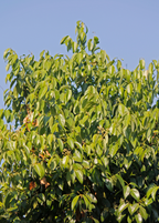 Bay Laurel Tree — Culinary Bay Leaf