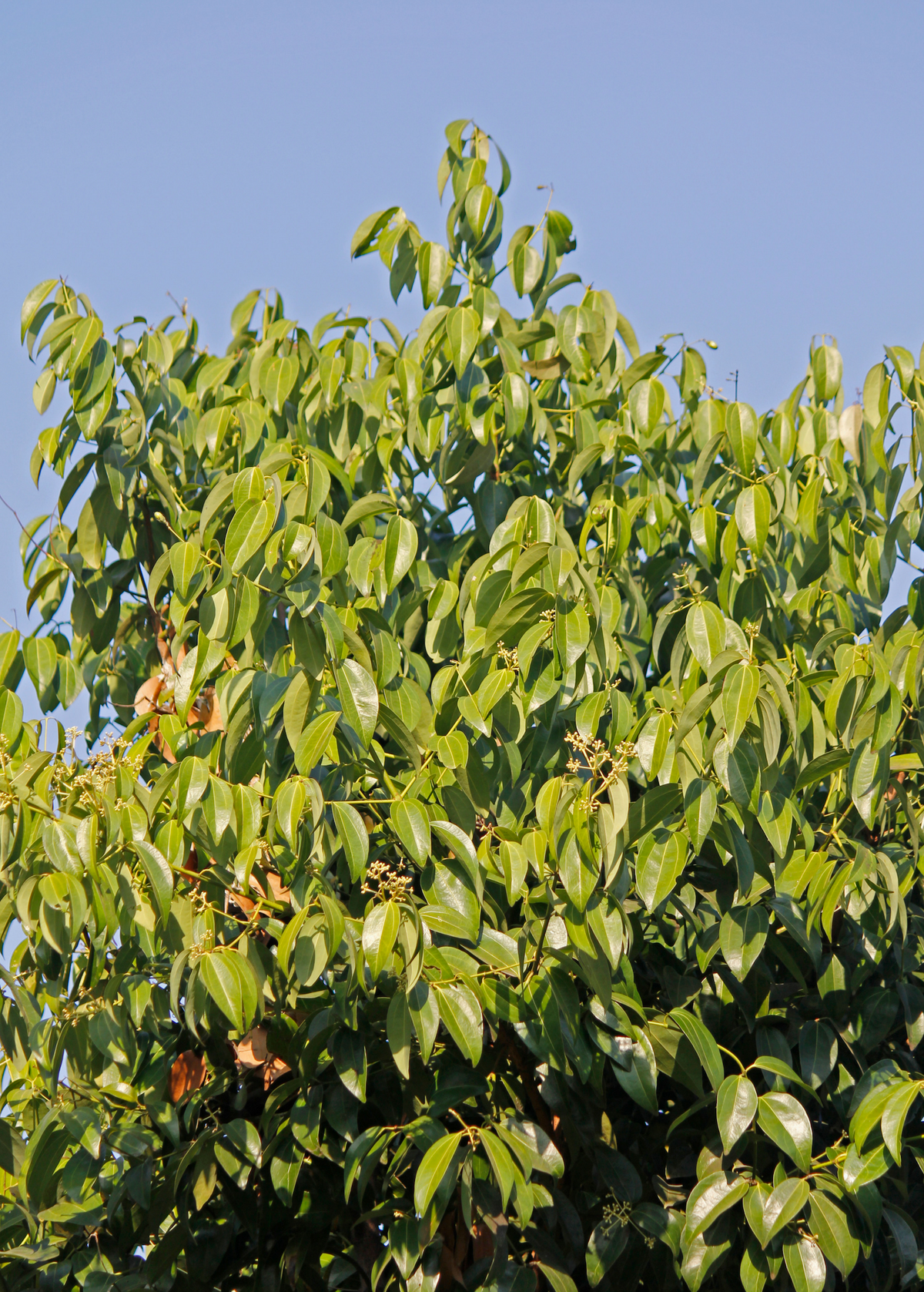 Bay Laurel Tree — Culinary Bay Leaf