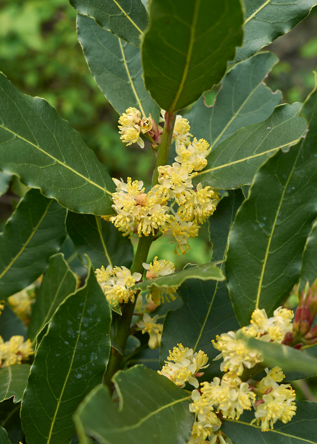 Bay Laurel Tree — Culinary Bay Leaf