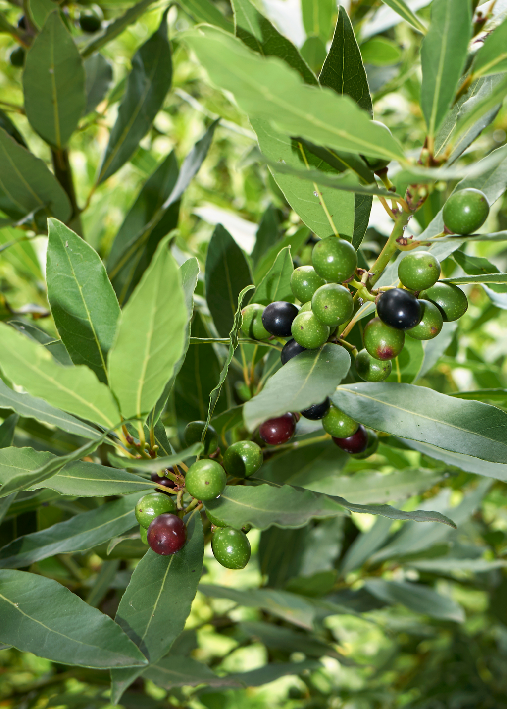 Bay Laurel Tree — Culinary Bay Leaf