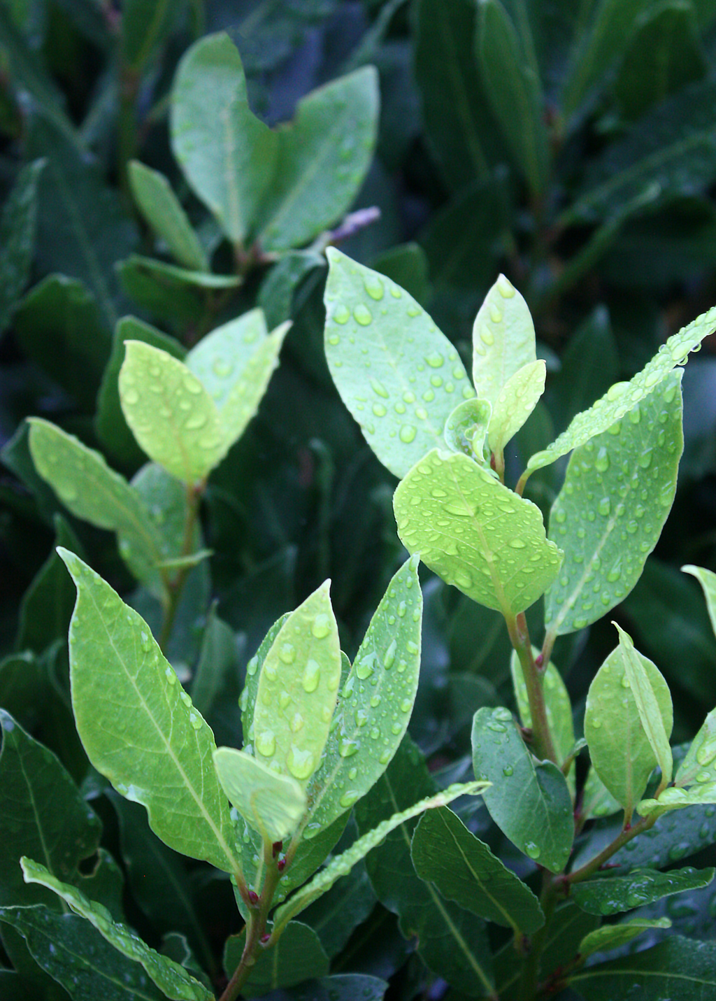 Bay Laurel Tree — Culinary Bay Leaf