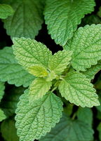 Close-up of lemon balm leaves with textured surfaces and scalloped edges; foliage reference.