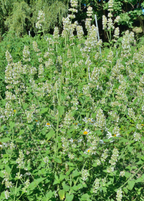Tall flowering herbs in a garden planting; garden reference, not the potted plant supplied.