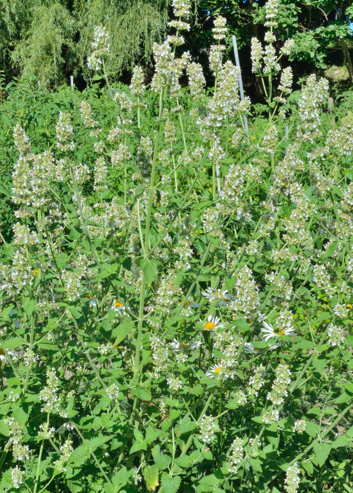Tall flowering herbs in a garden planting; garden reference, not the potted plant supplied.