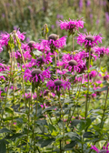 Sweet Leaf Bergamot — Wild Bee Balm