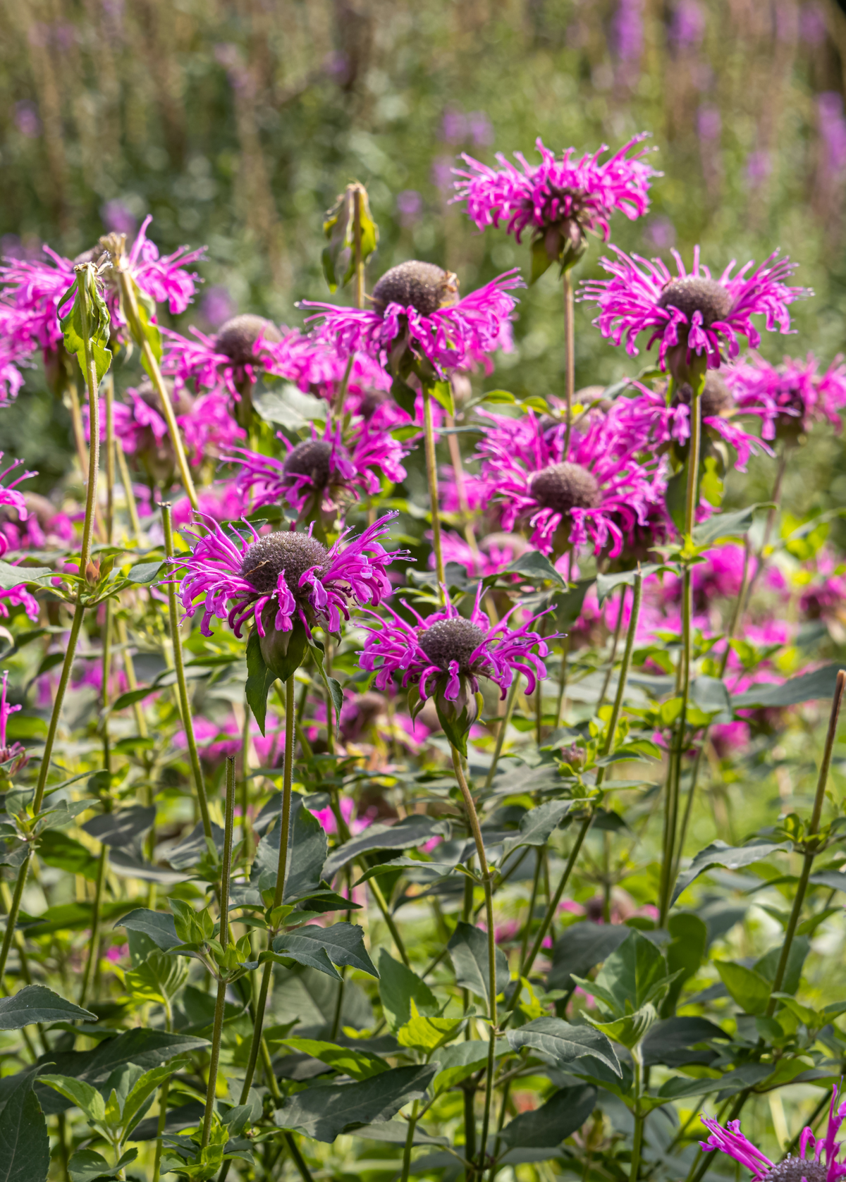 Sweet Leaf Bergamot — Wild Bee Balm