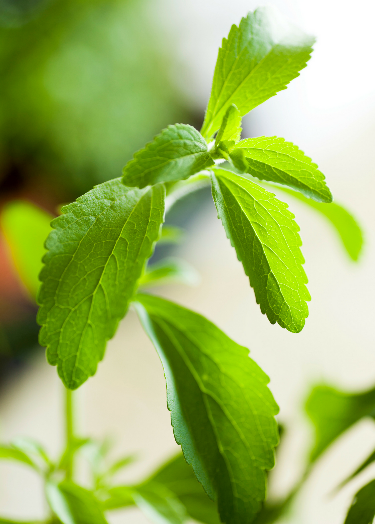 Close view of green leaves on a stevia stem; foliage detail