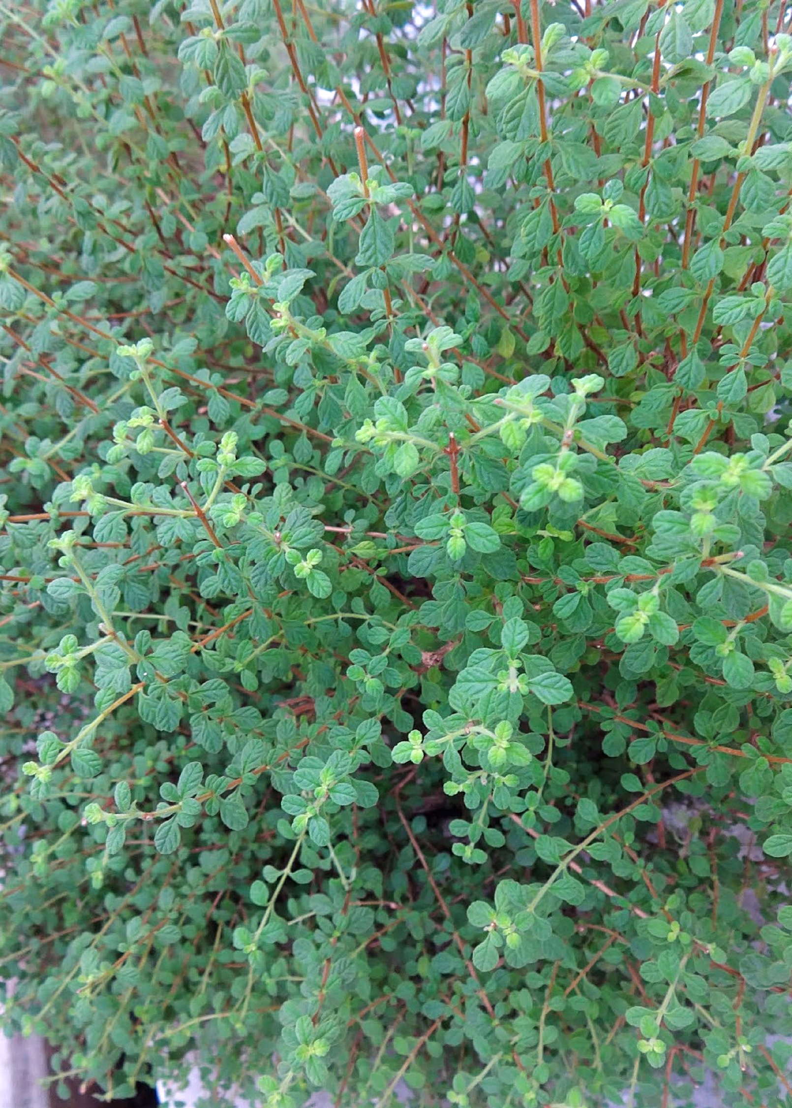 Jamaican Oregano (Lippia micromera)