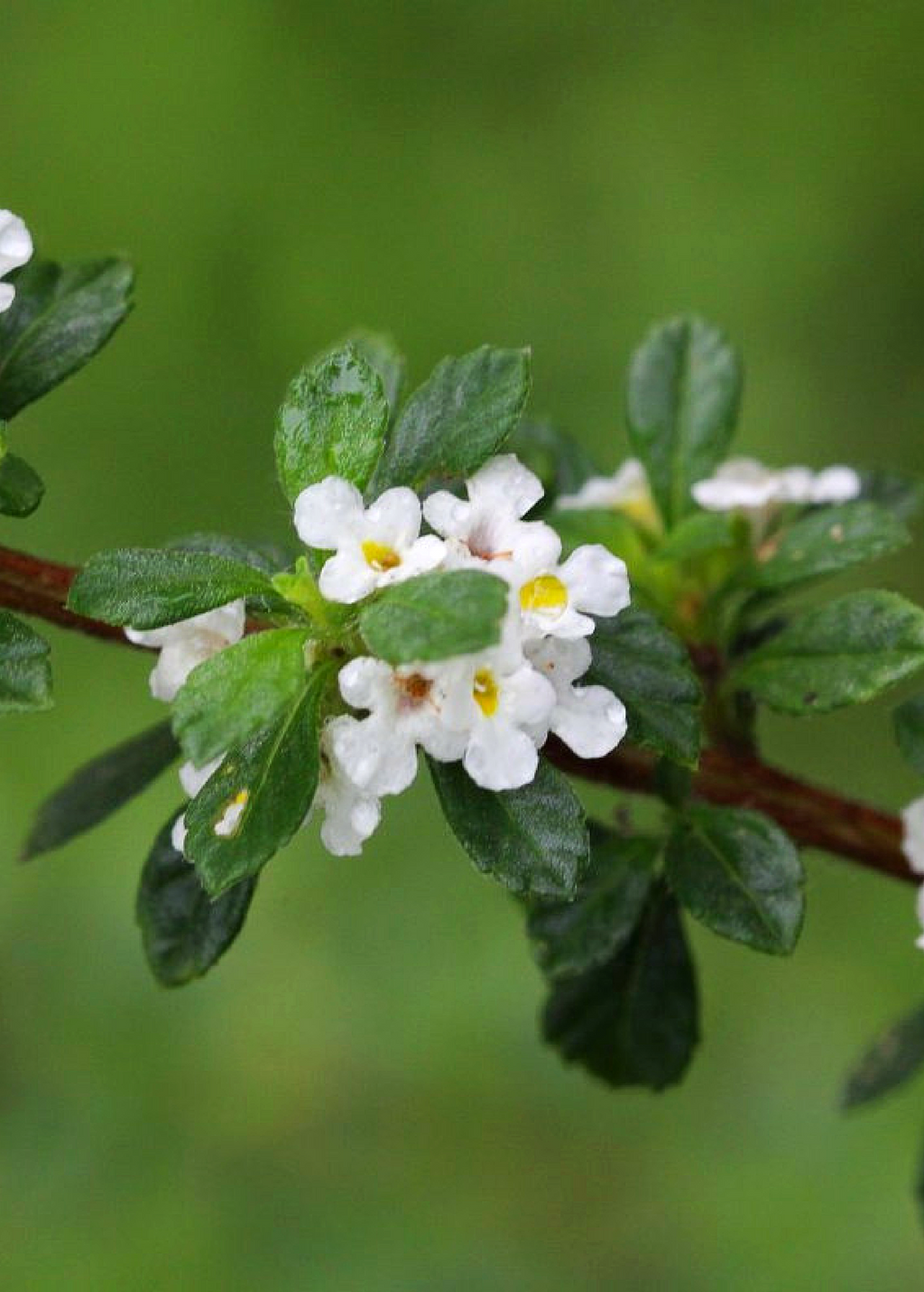 Jamaican Oregano (Lippia micromera)