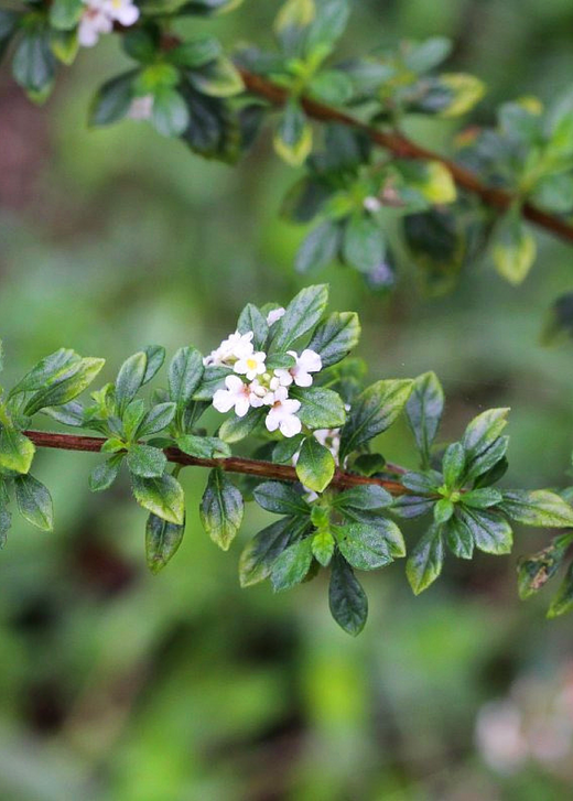 Jamaican Oregano (Lippia micromera)