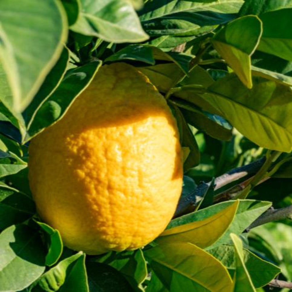Lisbon Lemon Tree live fruit plant