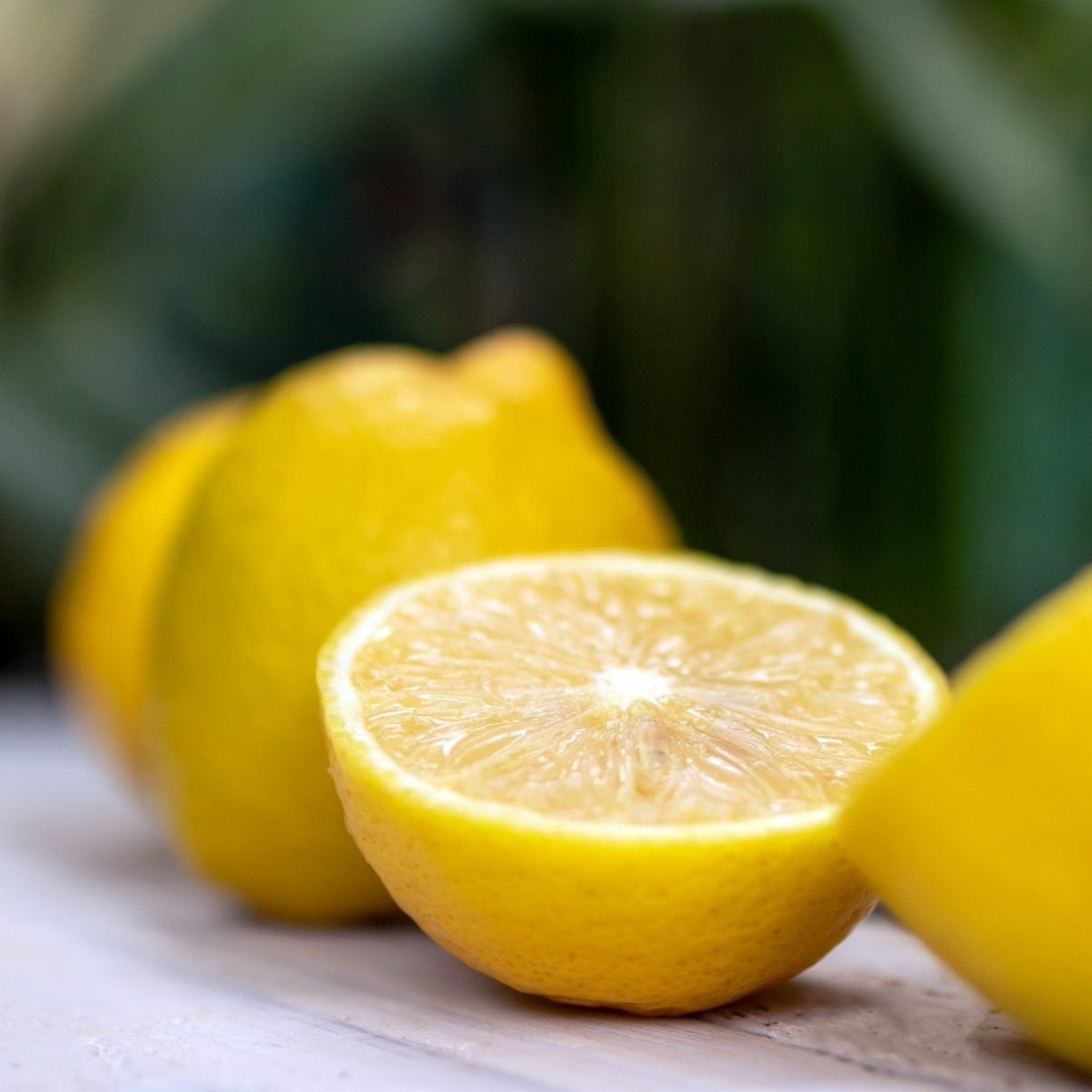 Lisbon Lemon Tree live fruit plant