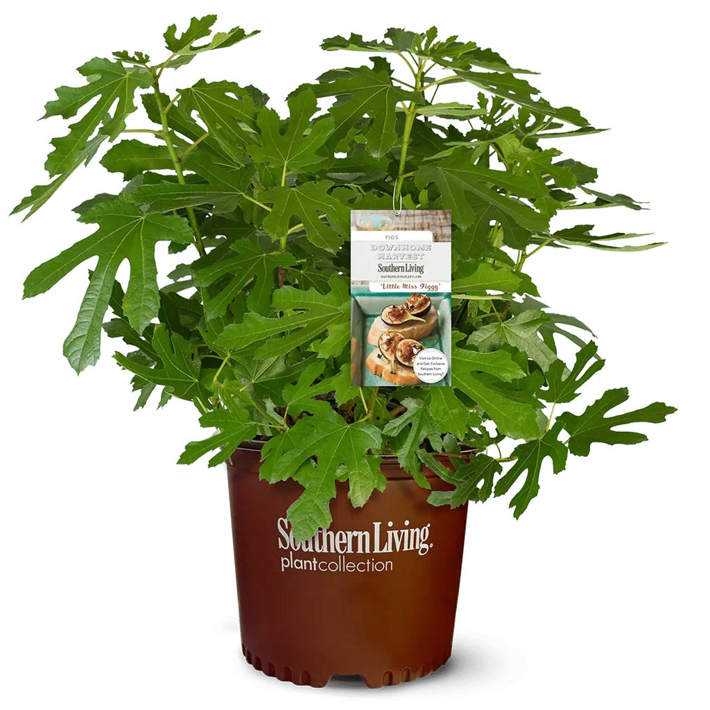 Little Miss Figgy™ — Compact Patio Fig Tree live plant