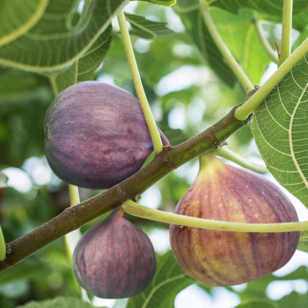 Little Miss Figgy™ — Compact Patio Fig Tree live plant