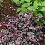 Jazz Hands Variegated® Loropetalum