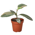 Ficus Elastica 'Ruby Pink' — 6-Inch Pot