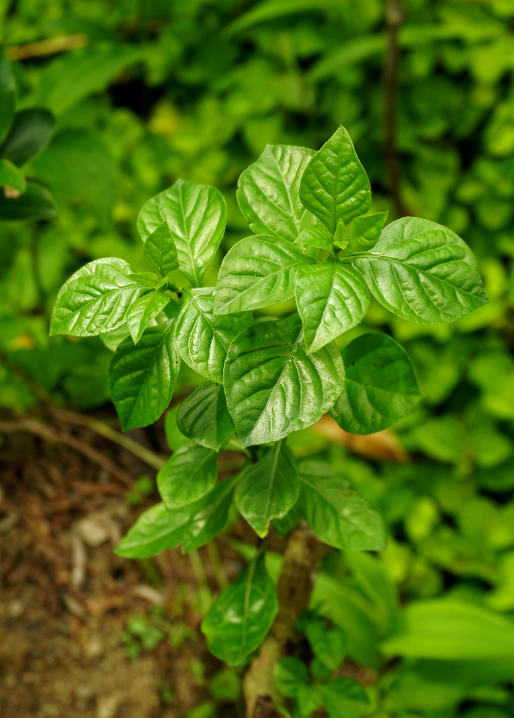 Magenta Leaf Plant — Lá Cẩm