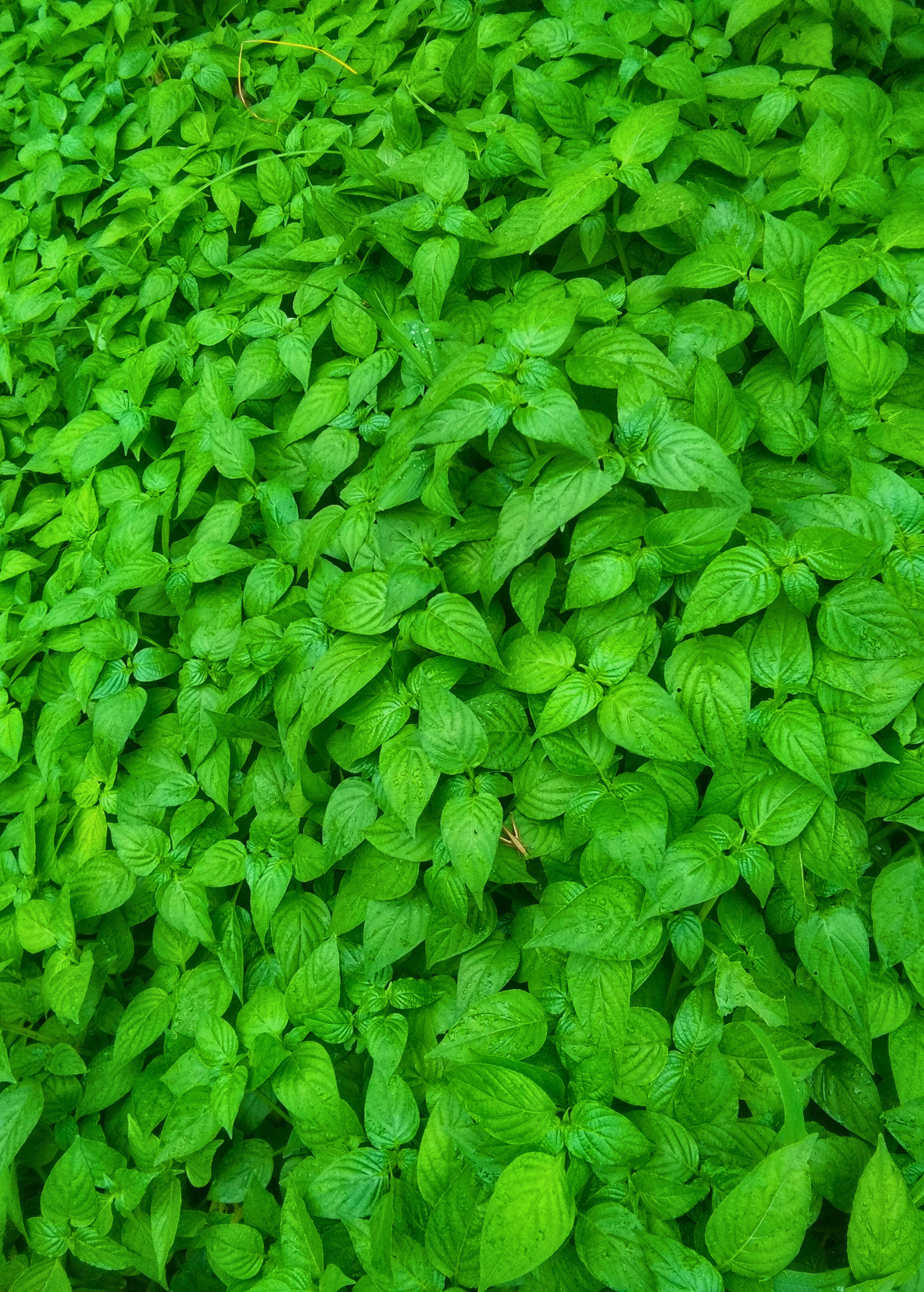 Magenta Leaf Plant — Lá Cẩm