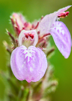 Magenta Leaf Plant — Lá Cẩm