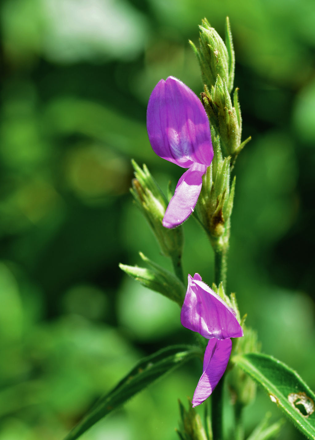 Magenta Leaf Plant — Lá Cẩm