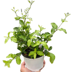 Malpighia Barbados Cherry