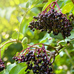 Marge Elderberry live fruit plant