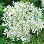 Marge Elderberry live fruit plant