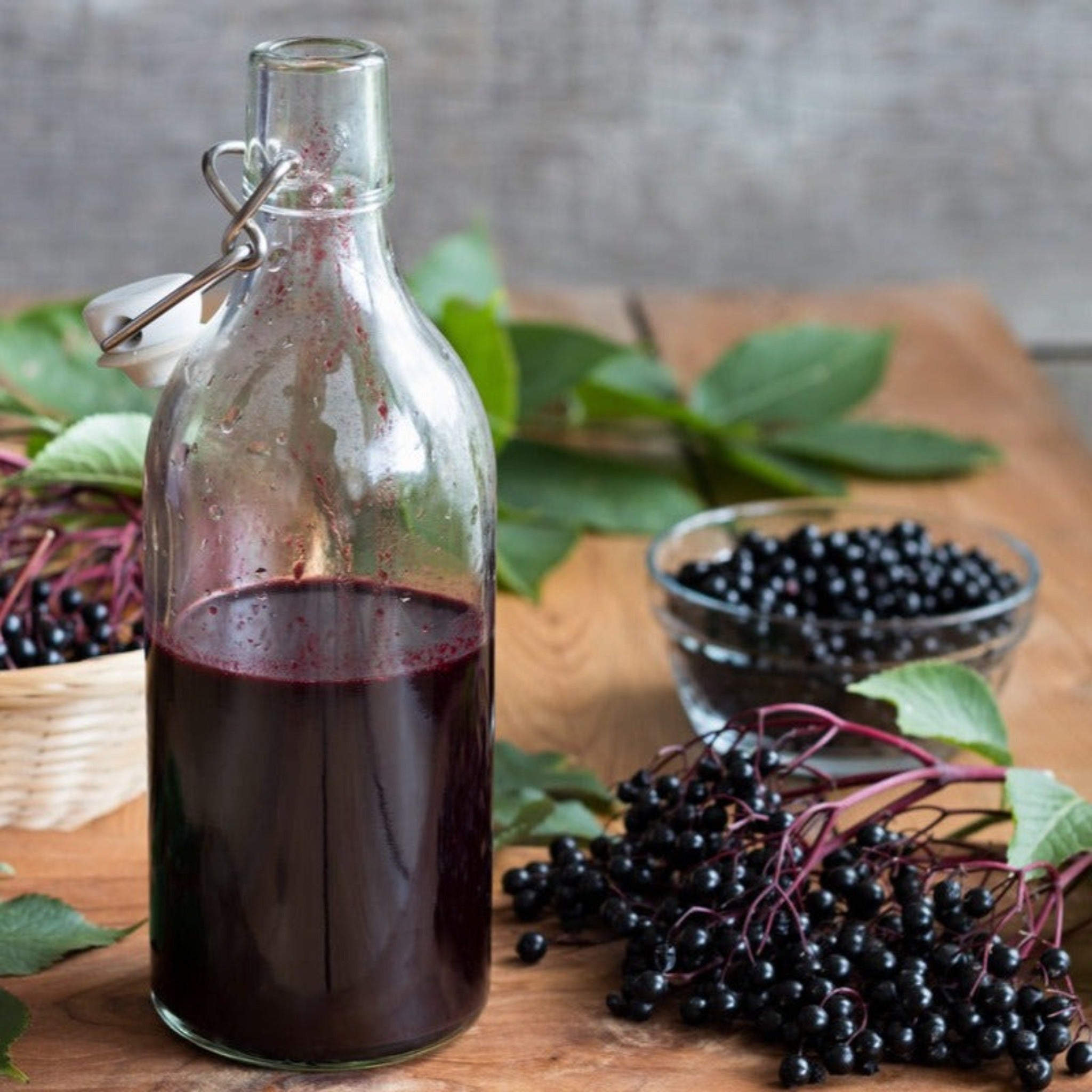 Marge Elderberry live fruit plant