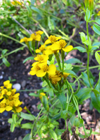 Mexican tarragon growing with yellow flowers; mature flowering example, not guaranteed arrival size