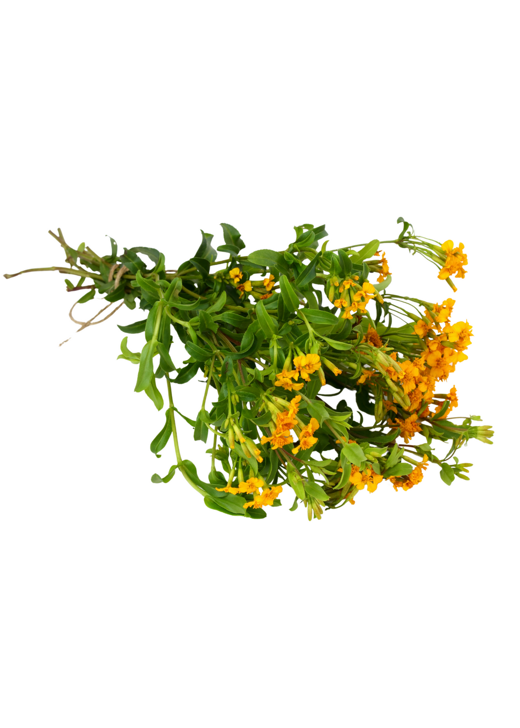 Cut Mexican tarragon stems tied in a flowering bunch; harvest example, not the live plants supplied