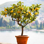 Improved Meyer Lemon Tree — Patio Citrus Tree live plant