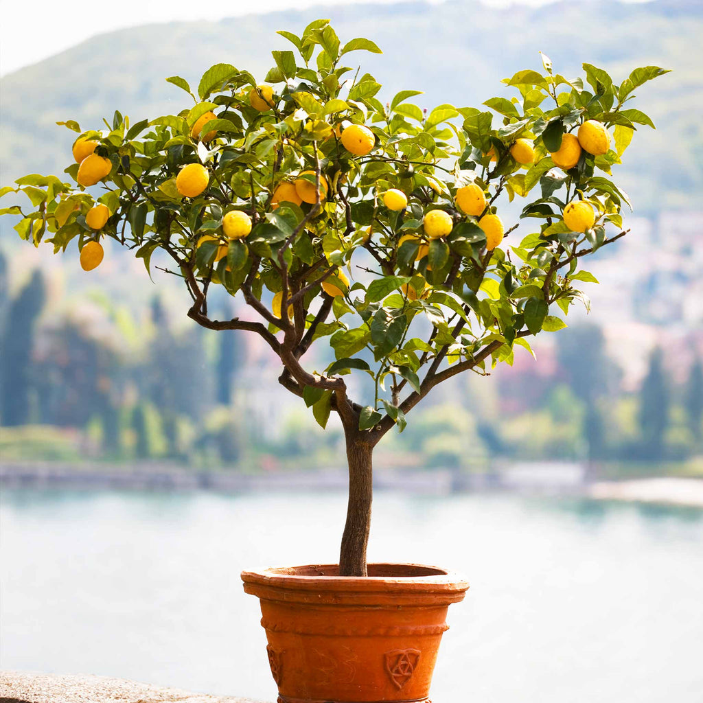 Improved Meyer Lemon Tree (CA) live fruit plant