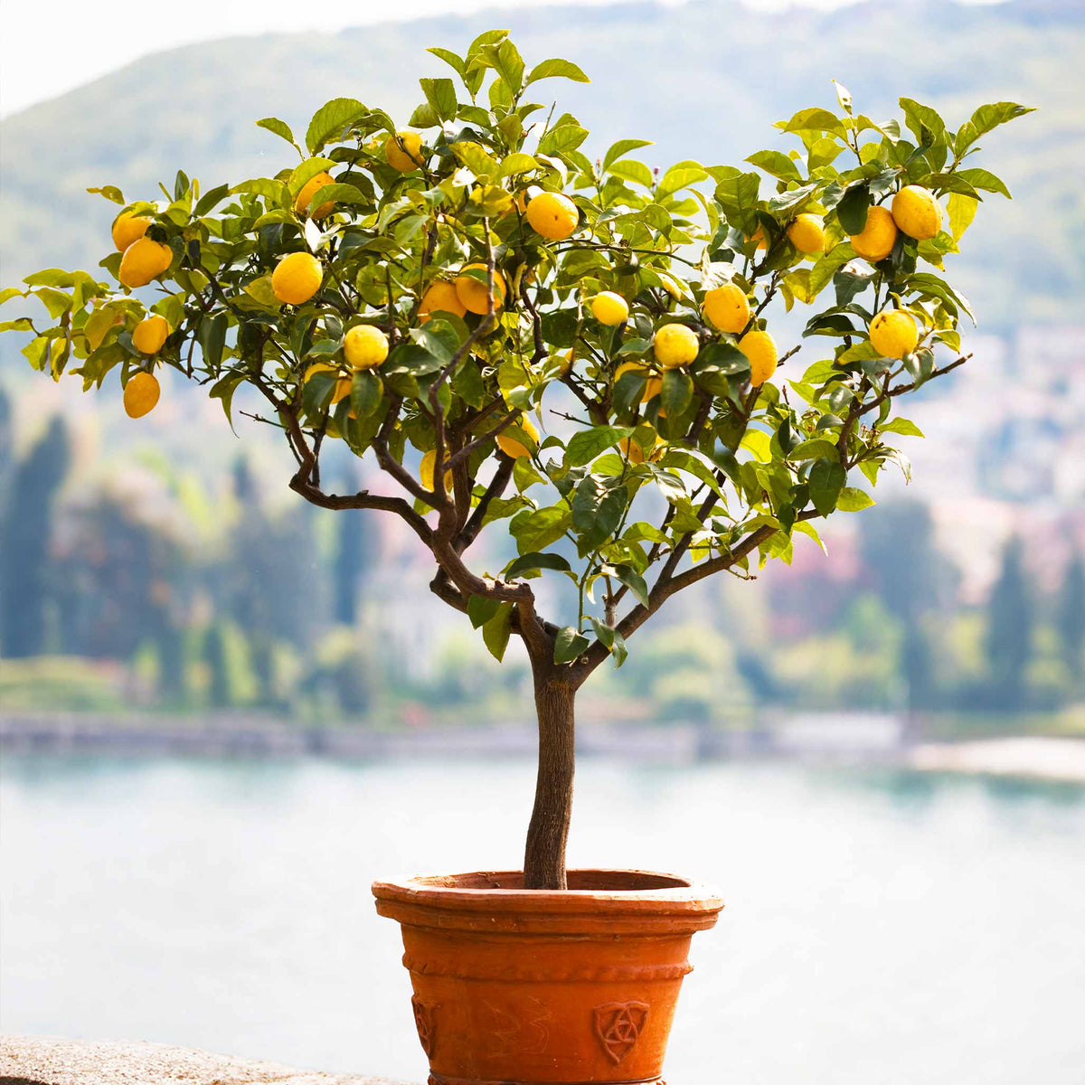 Improved Meyer Lemon Tree (CA) live fruit plant