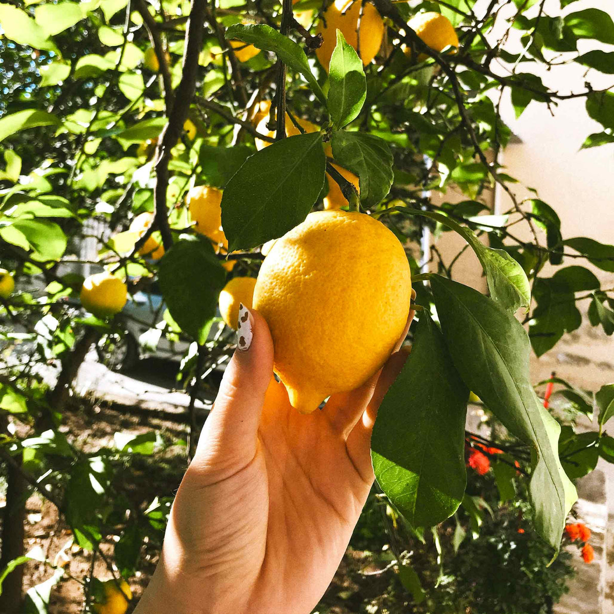 Improved Meyer Lemon Tree — Patio Citrus Tree live plant