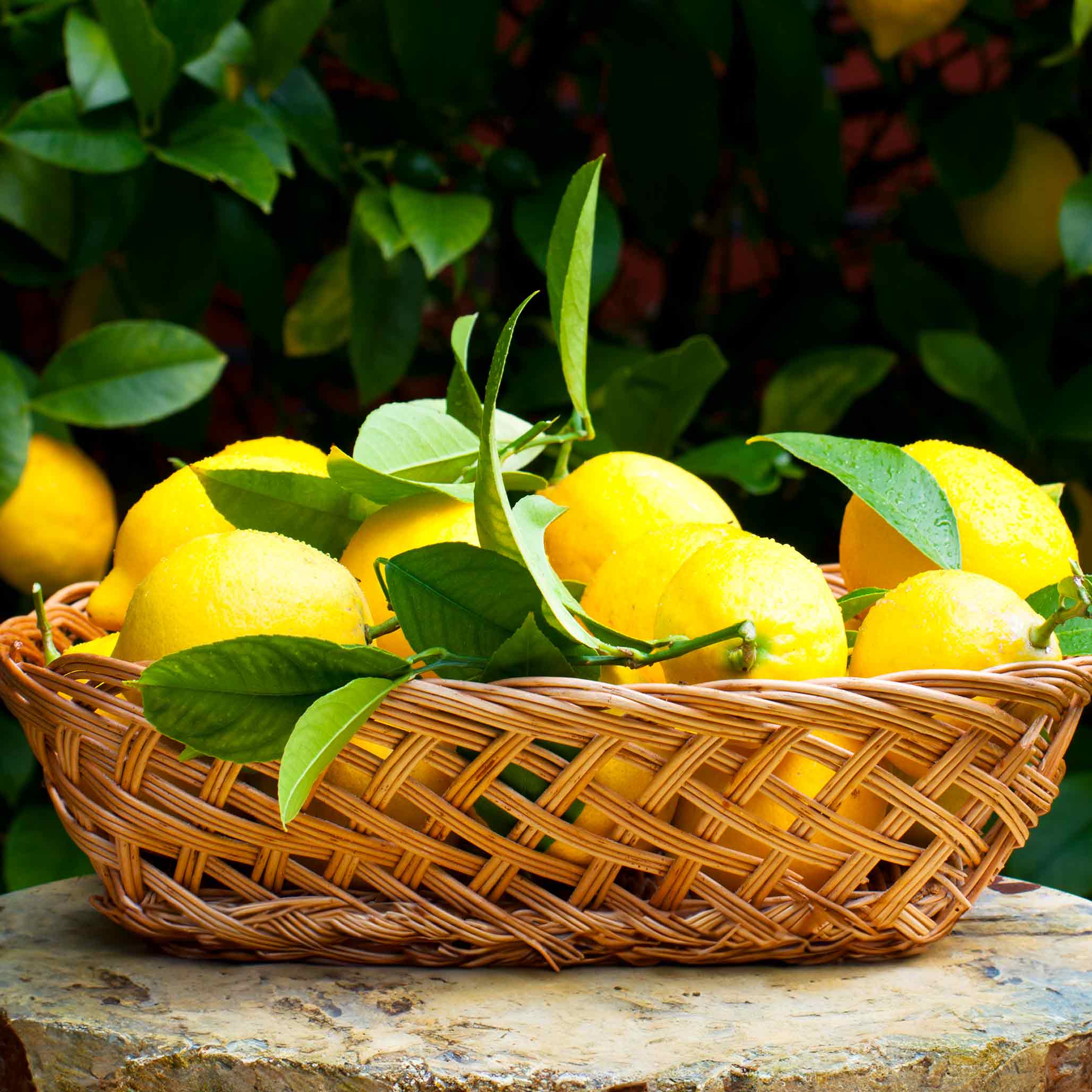 Improved Meyer Lemon Tree — Patio Citrus Tree live plant