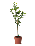 Improved Meyer Lemon Tree