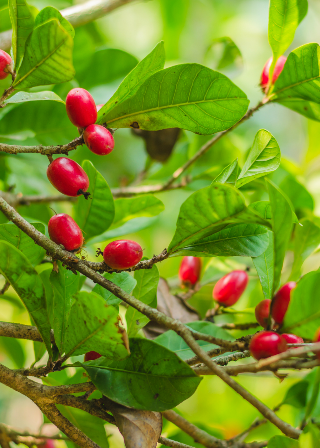Miracle Fruit Plant — Synsepalum dulcificum