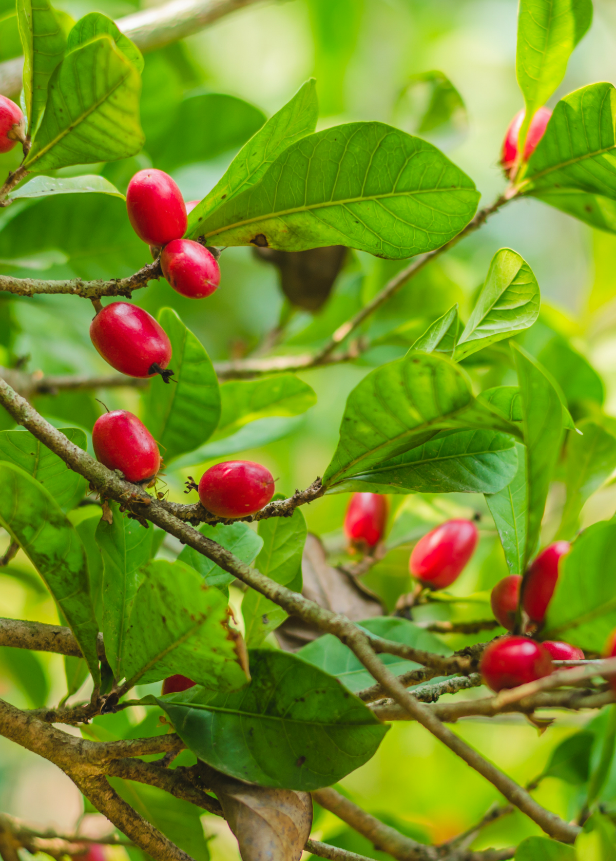Miracle Fruit Plant — Synsepalum dulcificum