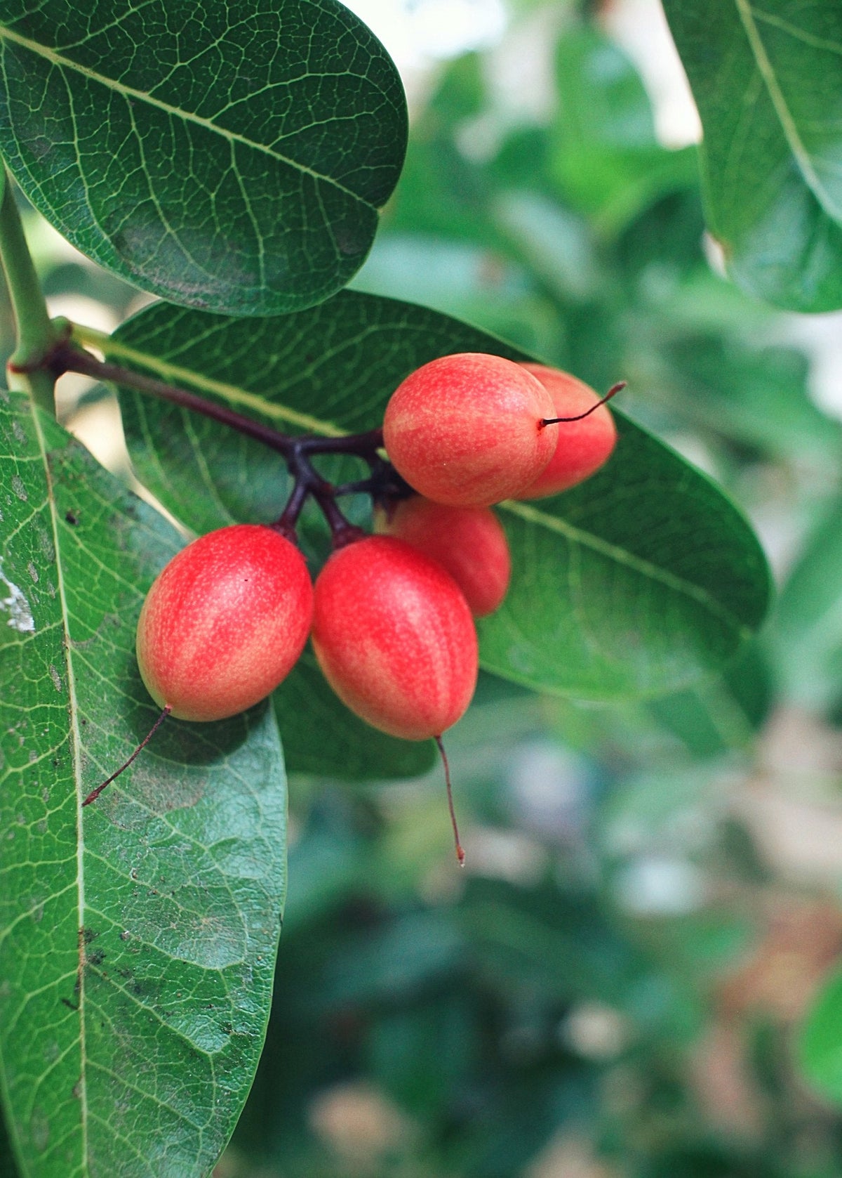 Miracle Fruit Plant — Synsepalum dulcificum