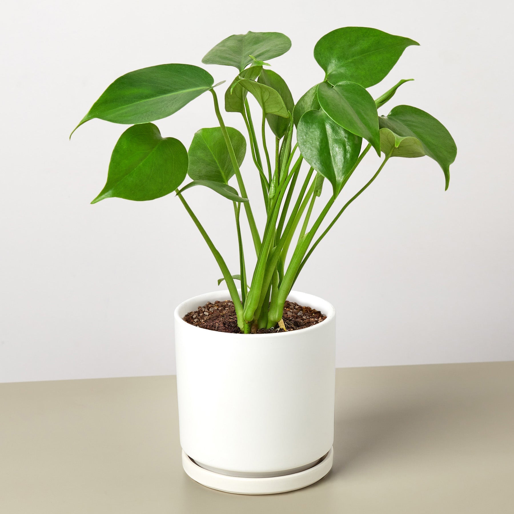 Monstera Deliciosa — Split-Leaf Houseplant live plant
